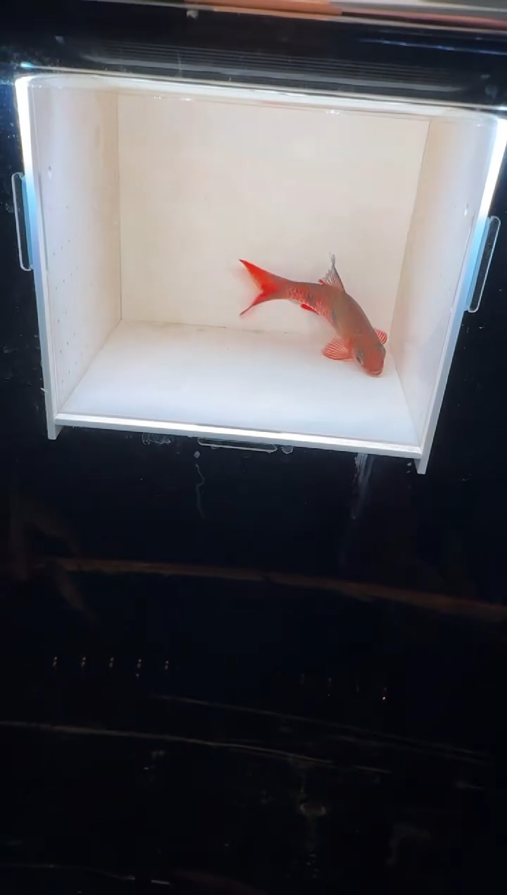 工具鱼红点道金斯鲃