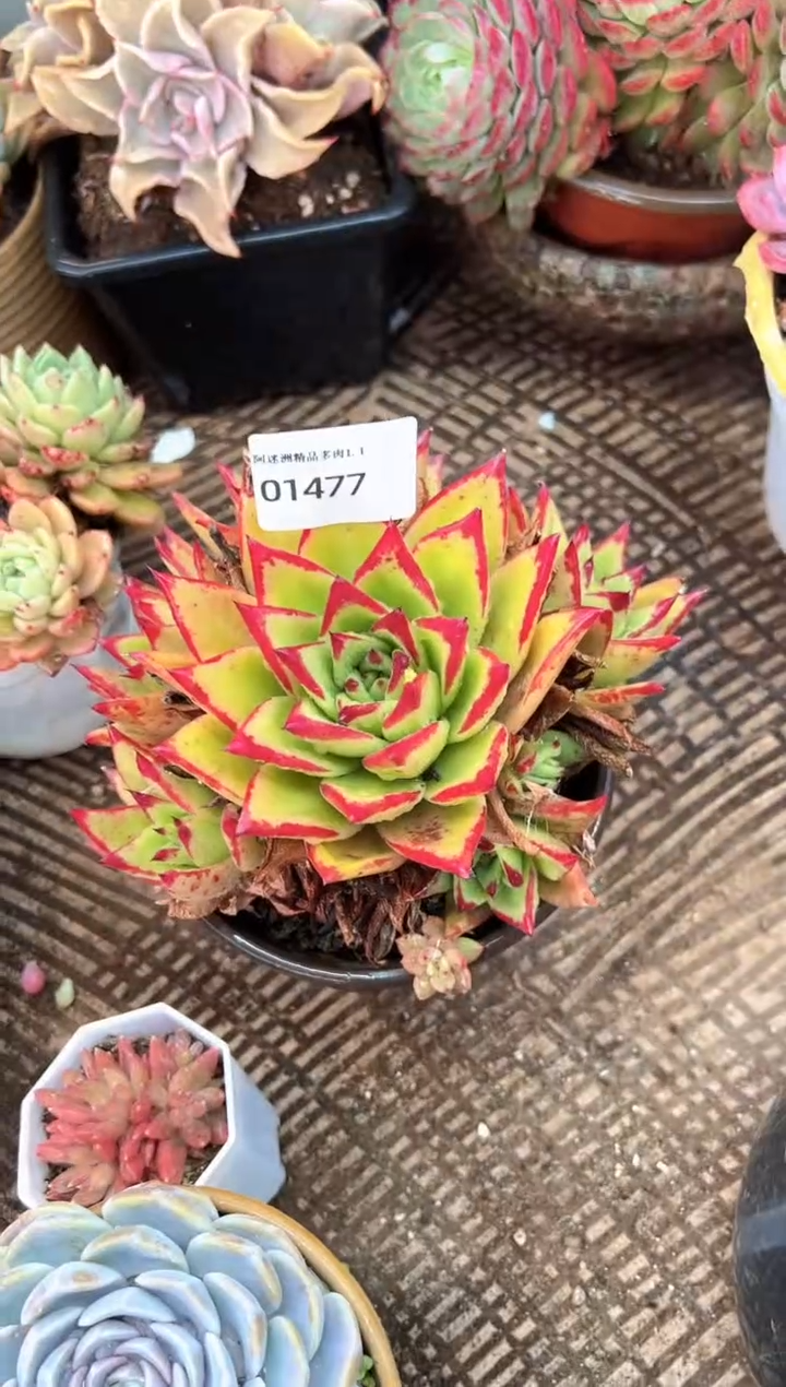 惜多肉植物一物一拍01477
