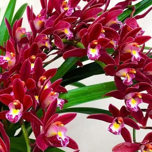 【红双喜5-6花剑】四季兰浓香好养室内外高端精品绿植花卉盆栽