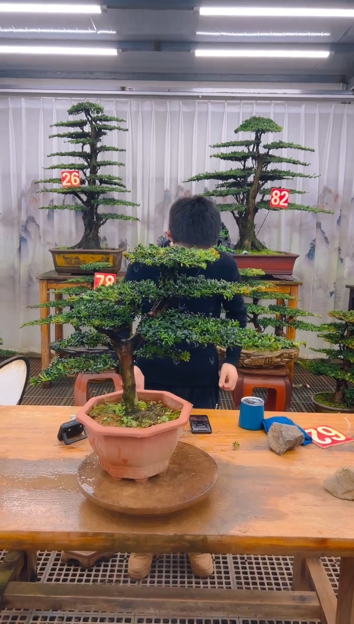 无花朵精品盆景直播间一物一拍