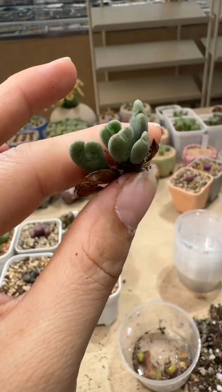 6-121多肉植物肉锥