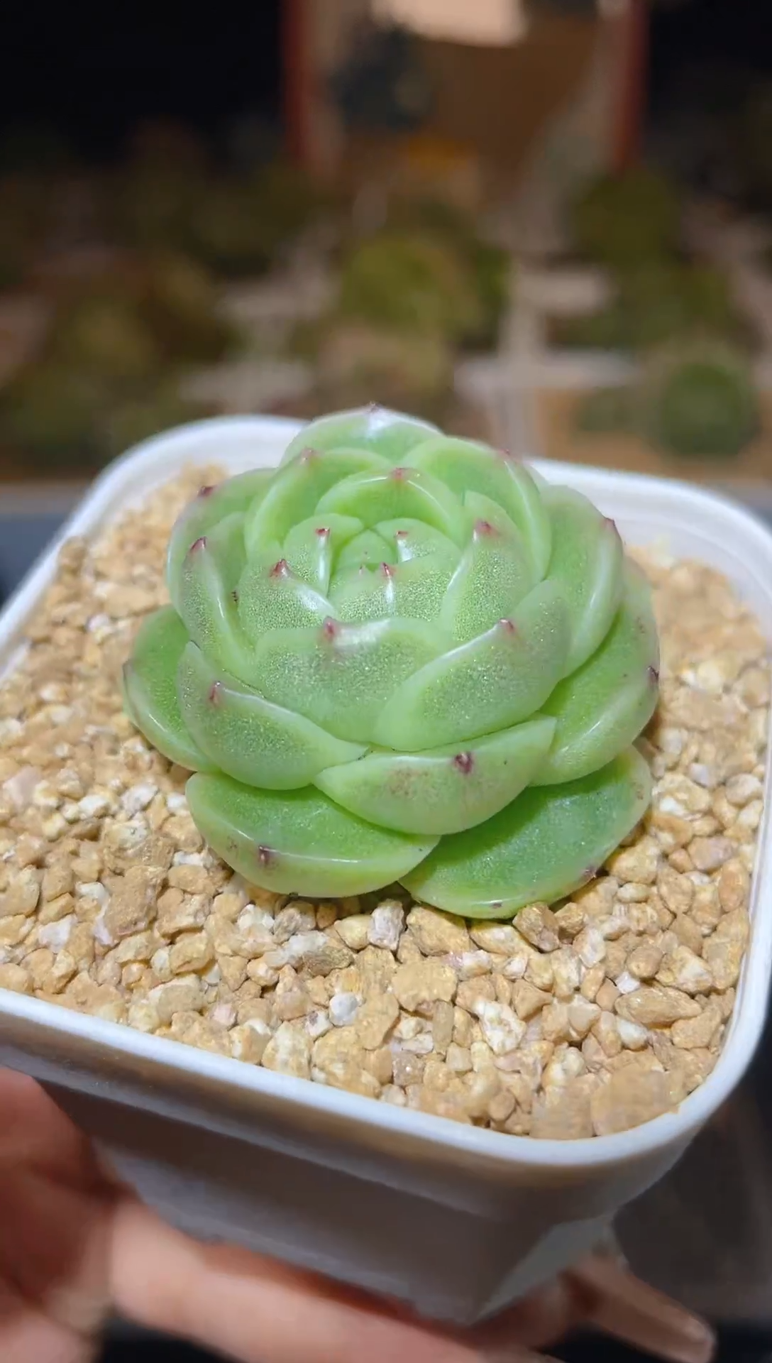 【闪购商品】289翡冷翠