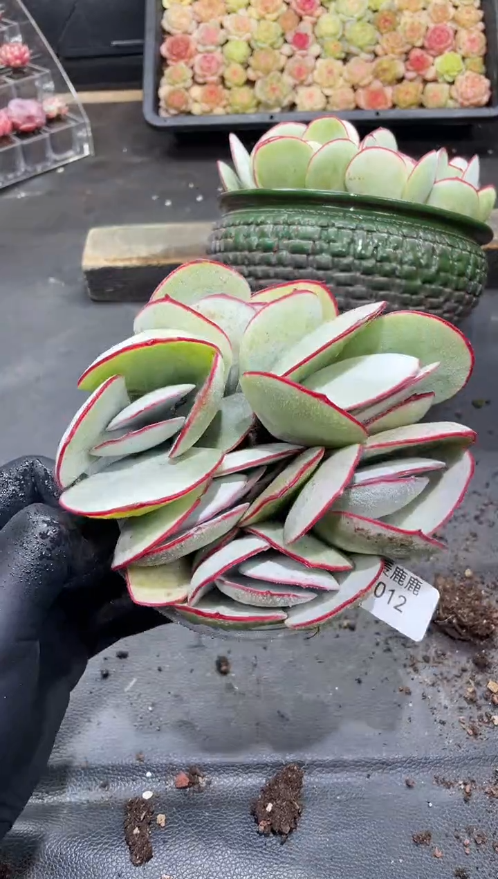 012白眉    量拍6颗