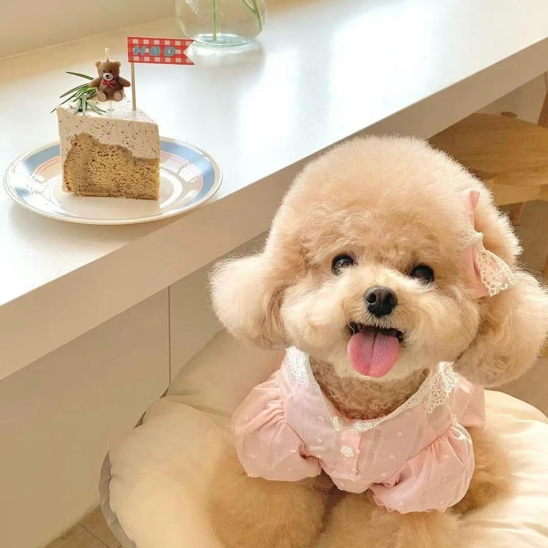 比熊 泰迪熊狗狗专拍（拍下小黄车客服对接）
