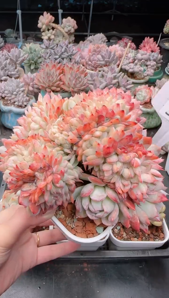 【闪购商品】3190莎莎女王缀化