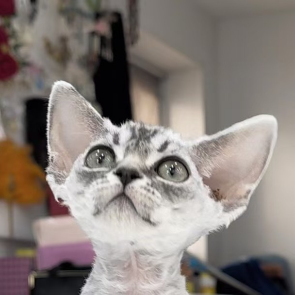 来了姊妹-银虎德文猫 妹妹 23