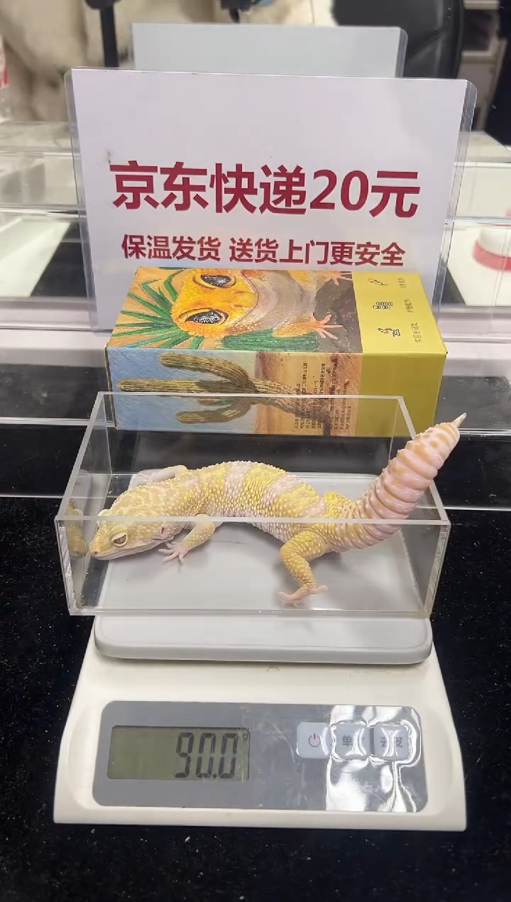 豹纹守宫026豹纹