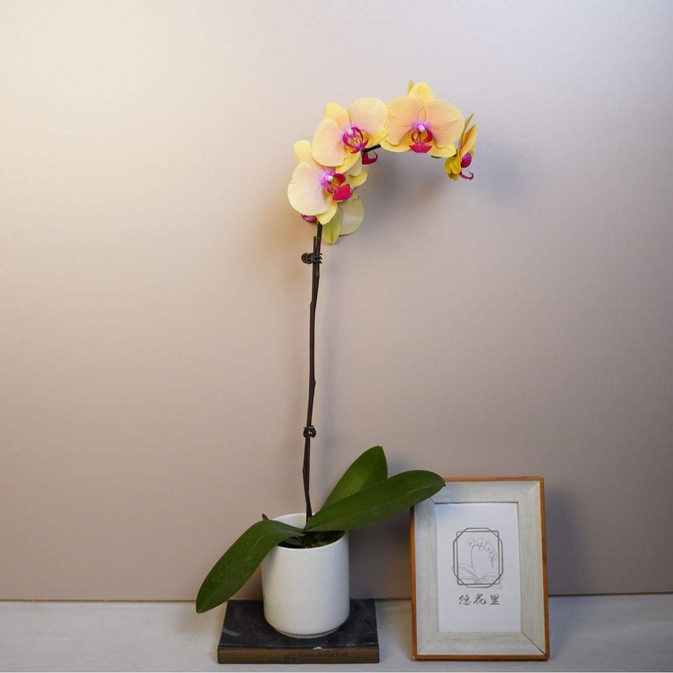 朝暮里蝴蝶兰（大扬真龙全花）开花珠发货