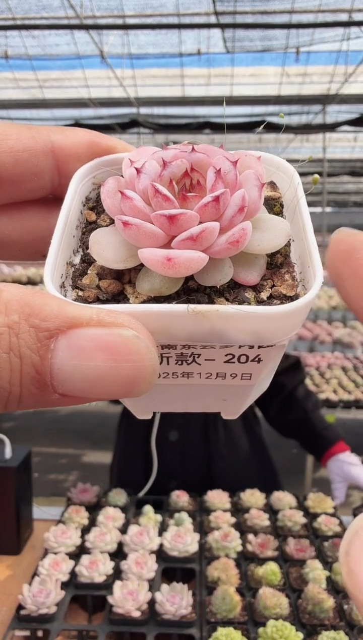 东云多肉园新款-204