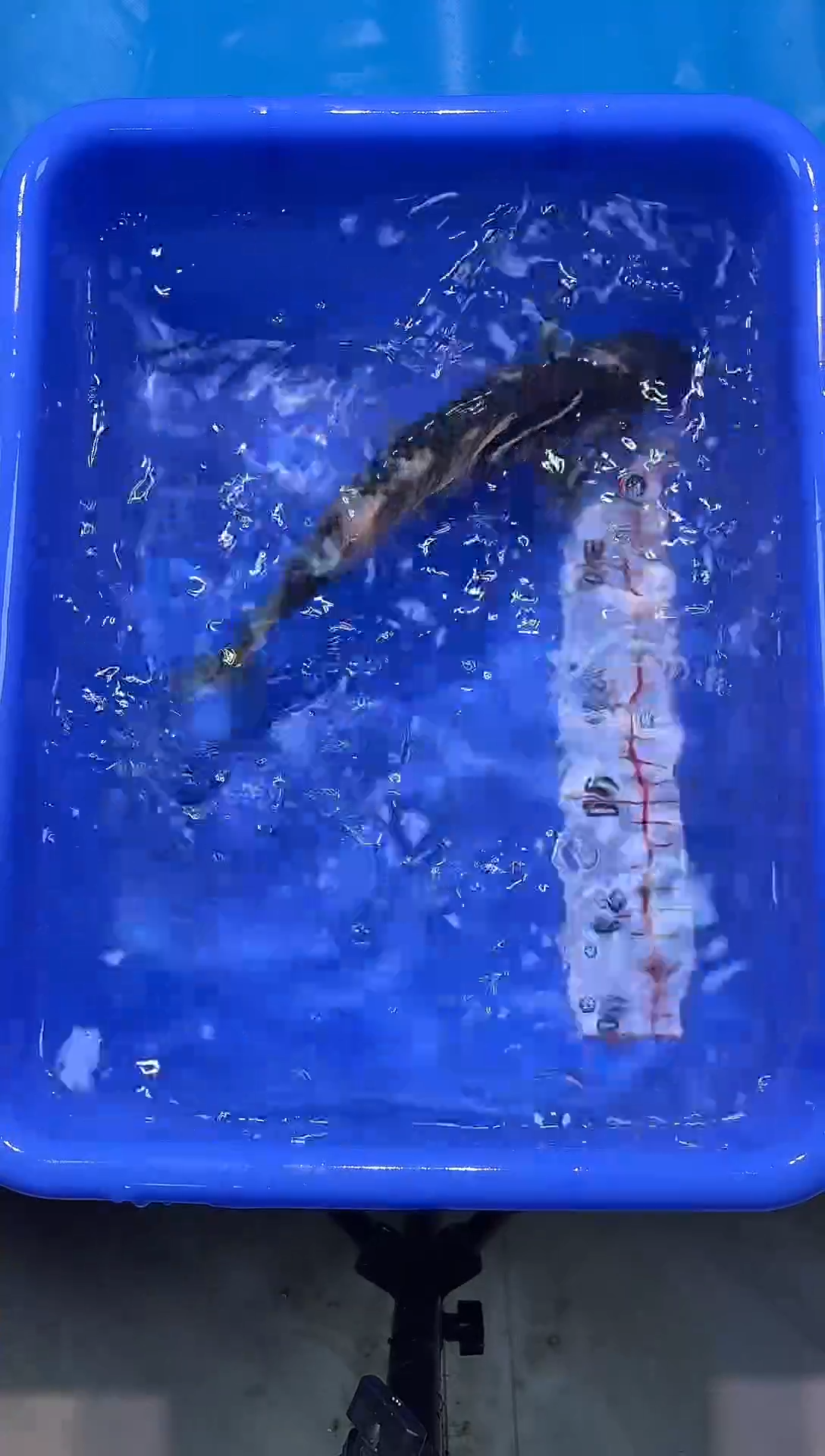 锦鲤2026-1-3汇鼎锦鲤----20