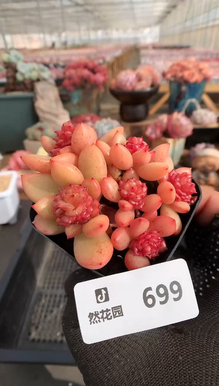 【闪购商品】699苹果花一物一拍