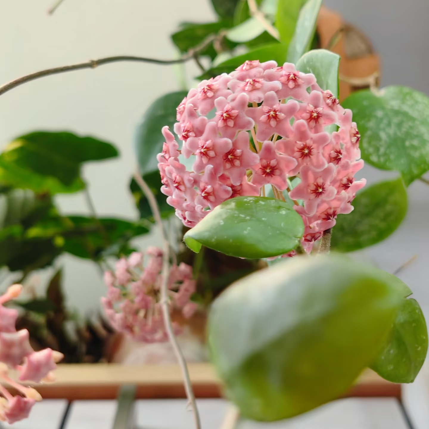 【雀斑球兰】基地种植开花爬藤办公室客厅栽培阳台可选容易开花