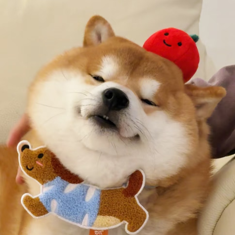 《桎梏犬舍》宠物狗狗活体链接