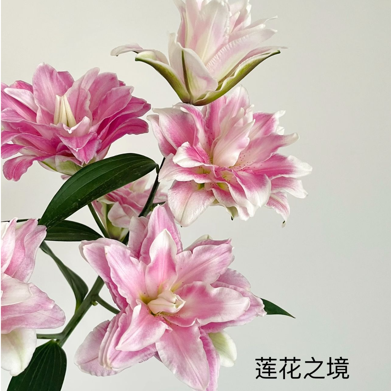 【花相拾】莲花之境重瓣百合