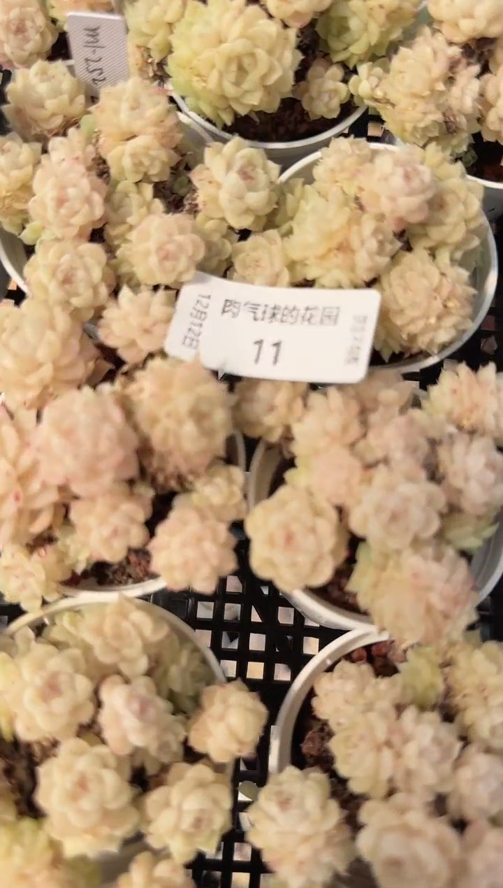 1212-11m1-252-2多肉量拍任意发一颗群生不包整