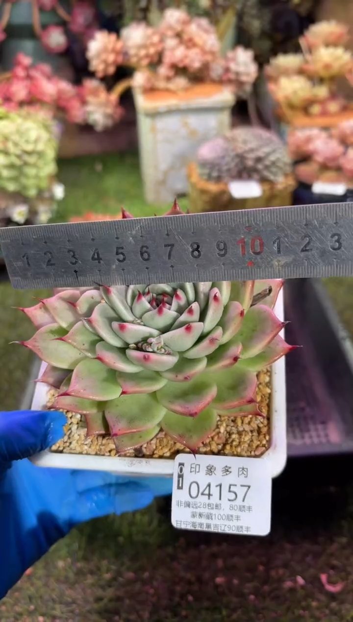 【闪购商品】04157