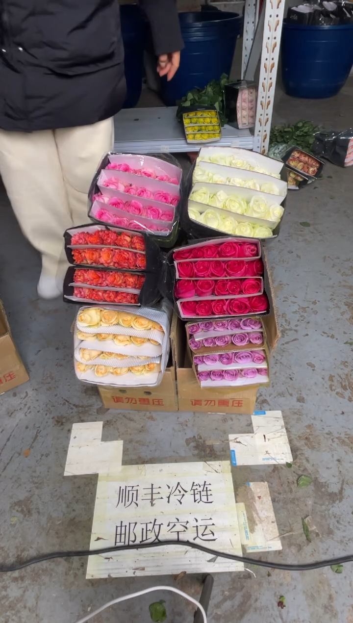 单头玫瑰60枝（任意3个品种）