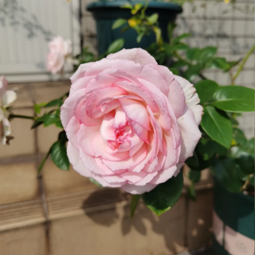 玫瑰大叔 巴尔扎克 灌木勤花丰花大花包子花型抗性好庭院阳台种植