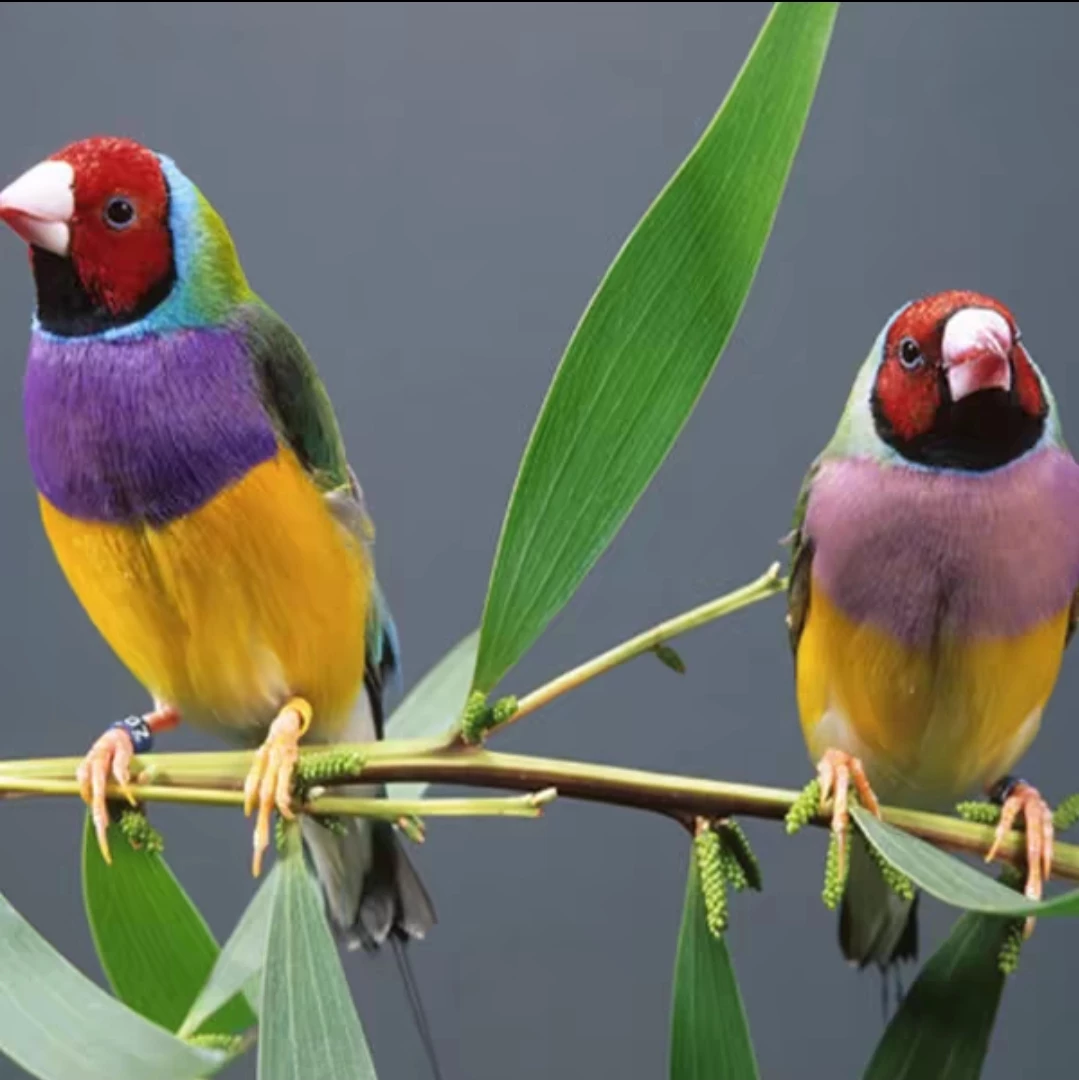 七彩文鸟小型宠物文鸟迷你袖珍观赏鸟红头绿背紫胸七彩普鸟