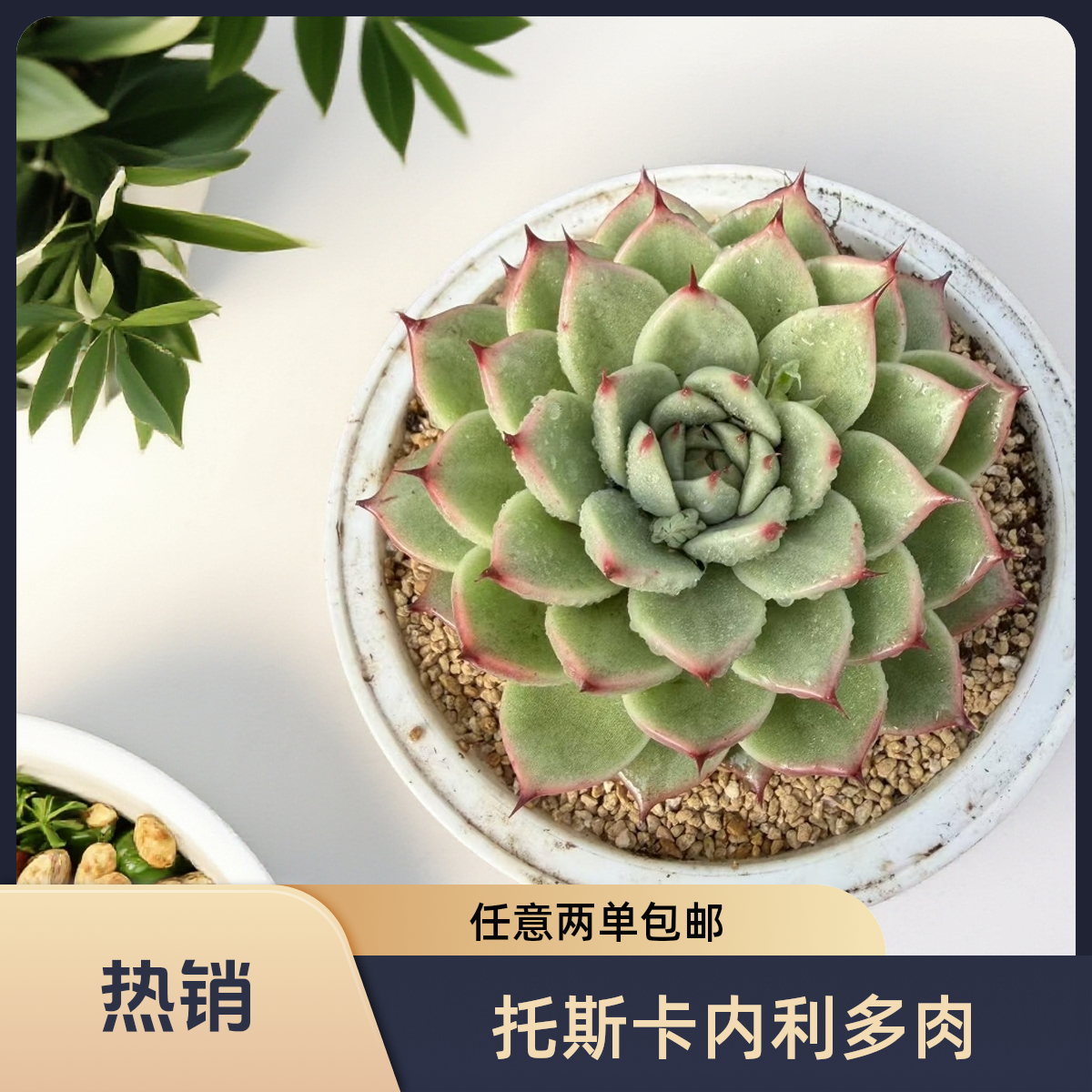 长睫毛托斯卡内利 精品大单头脱土发（任意两单包邮）