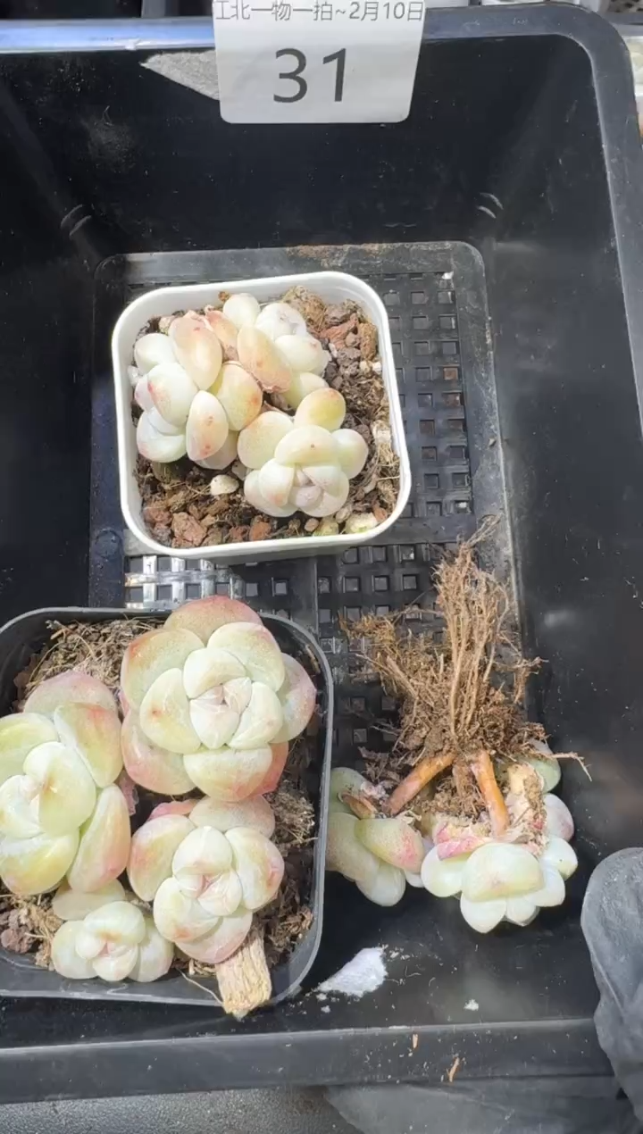 【闪购商品】31号到手1框--江北多肉