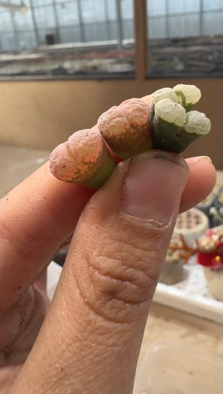 24-72多肉植物肉锥