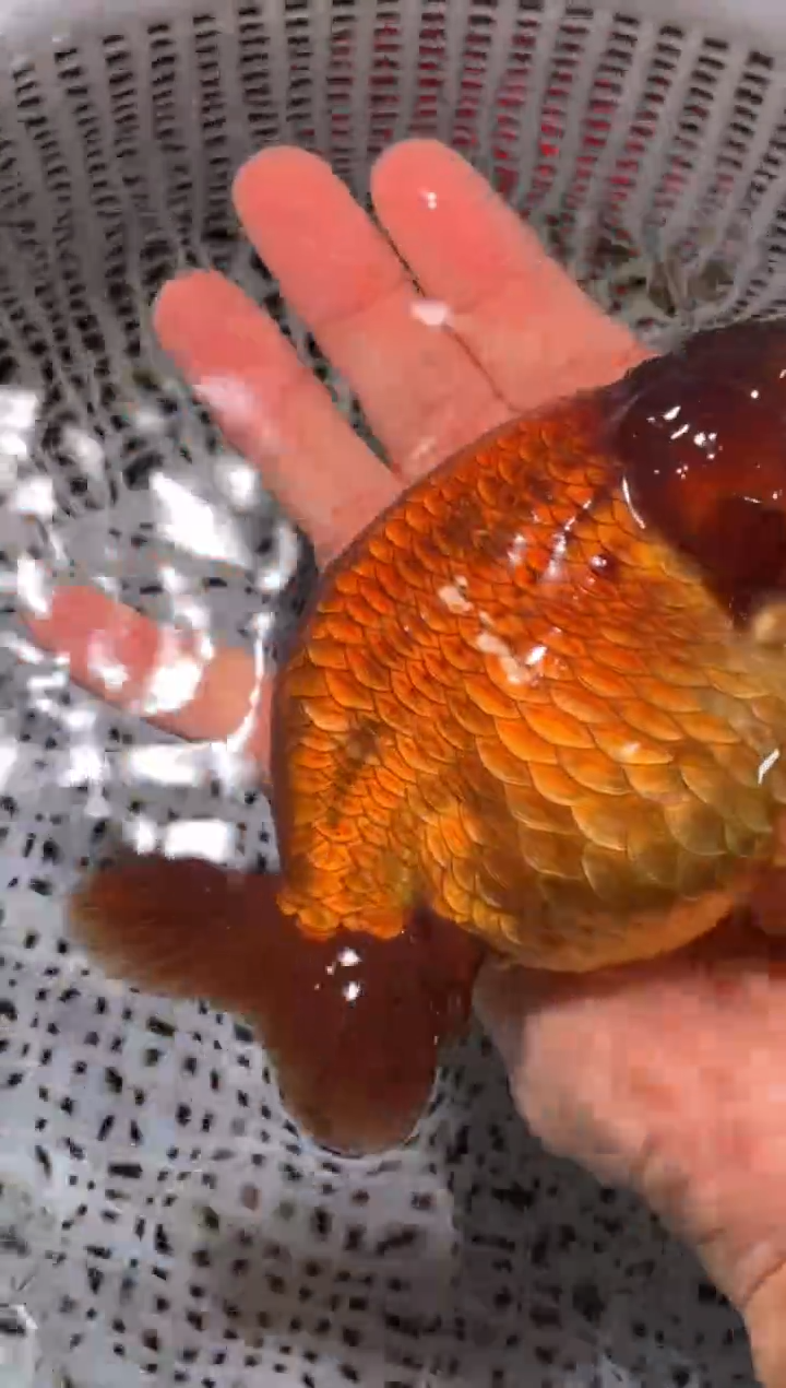 金鱼（运费到付，马印灯下展示）福州追鱼兰寿金鱼