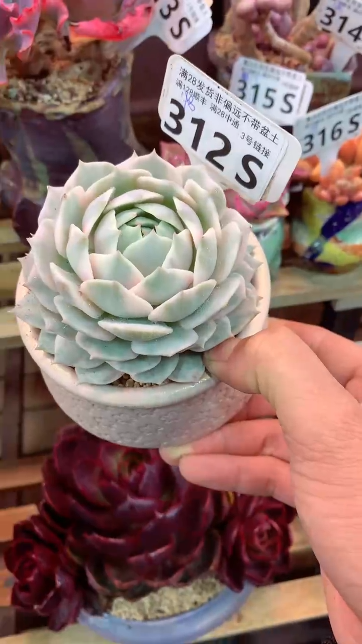 312S（一物一拍，精品多肉，所见即所得 ）