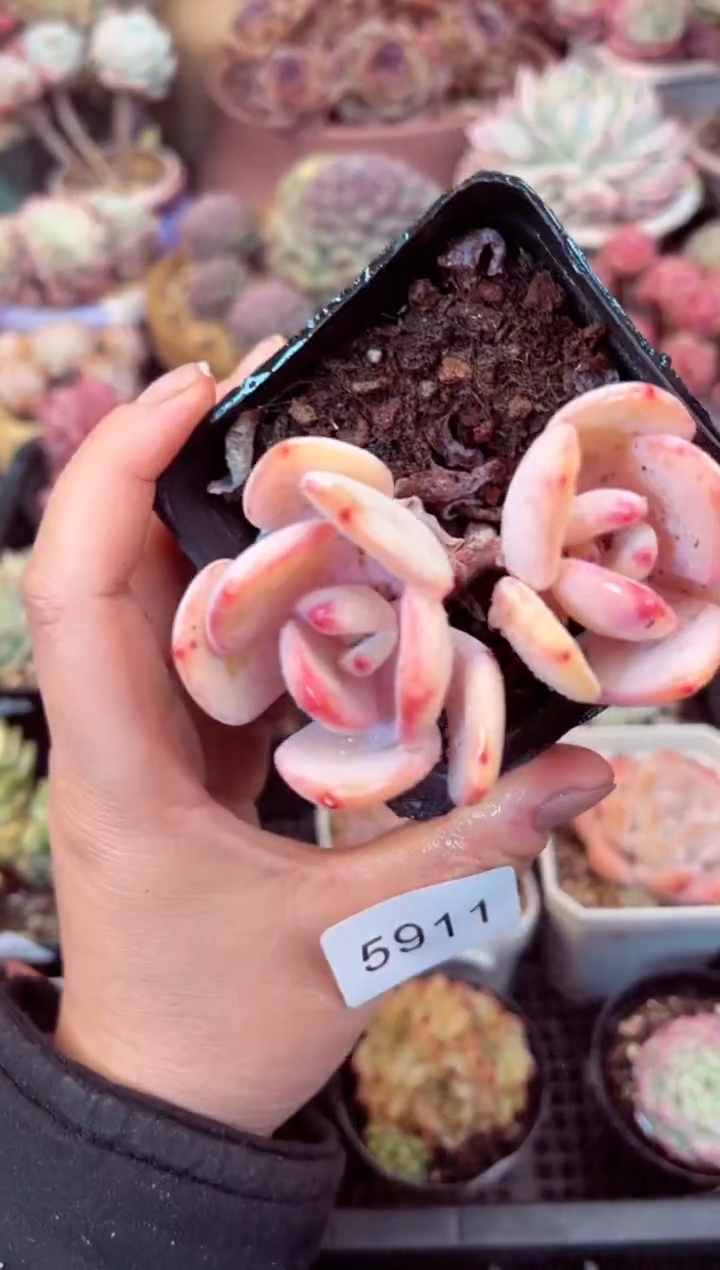 【闪购商品】5911双头白月光多肉