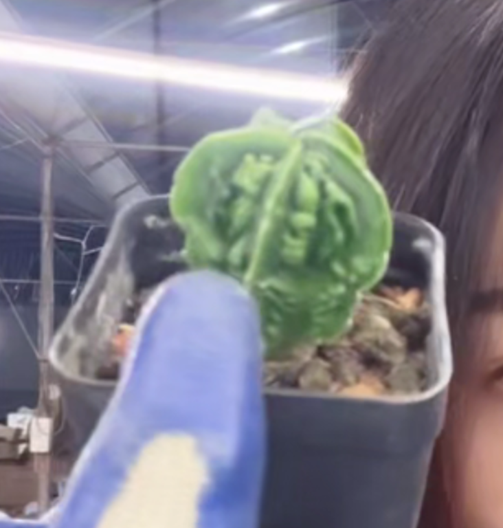 二妹园艺【 1颗  小核桃鸾凤玉  实生根 】带盆土随机发货