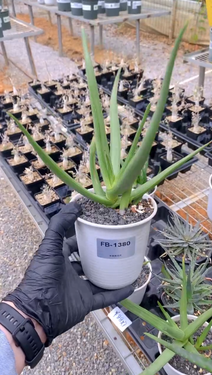 【闪购商品】原生芦荟脱土FB-1380