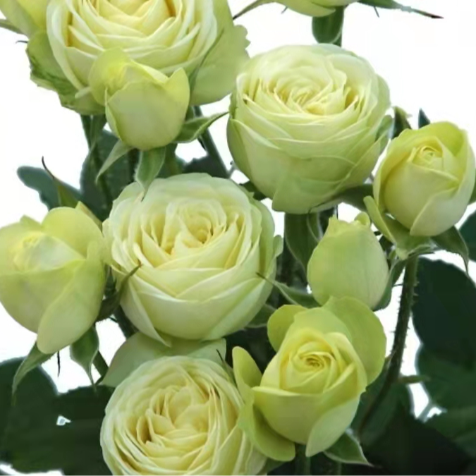 【奶油龙沙中苗】四季灌木