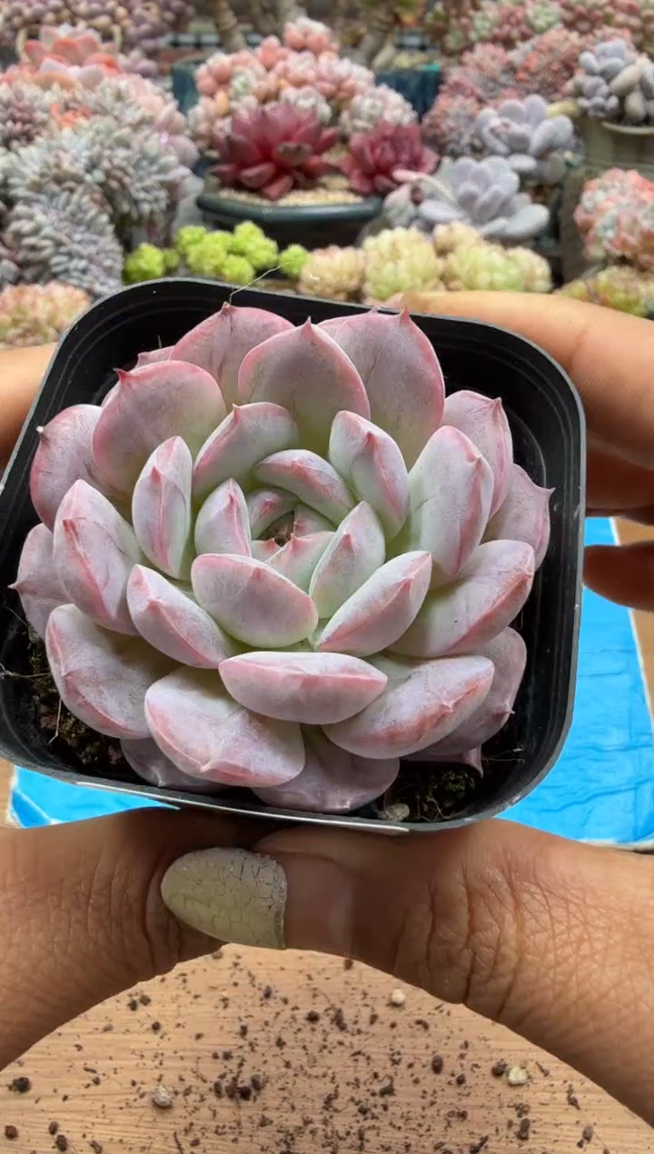 东云多肉园二店-218