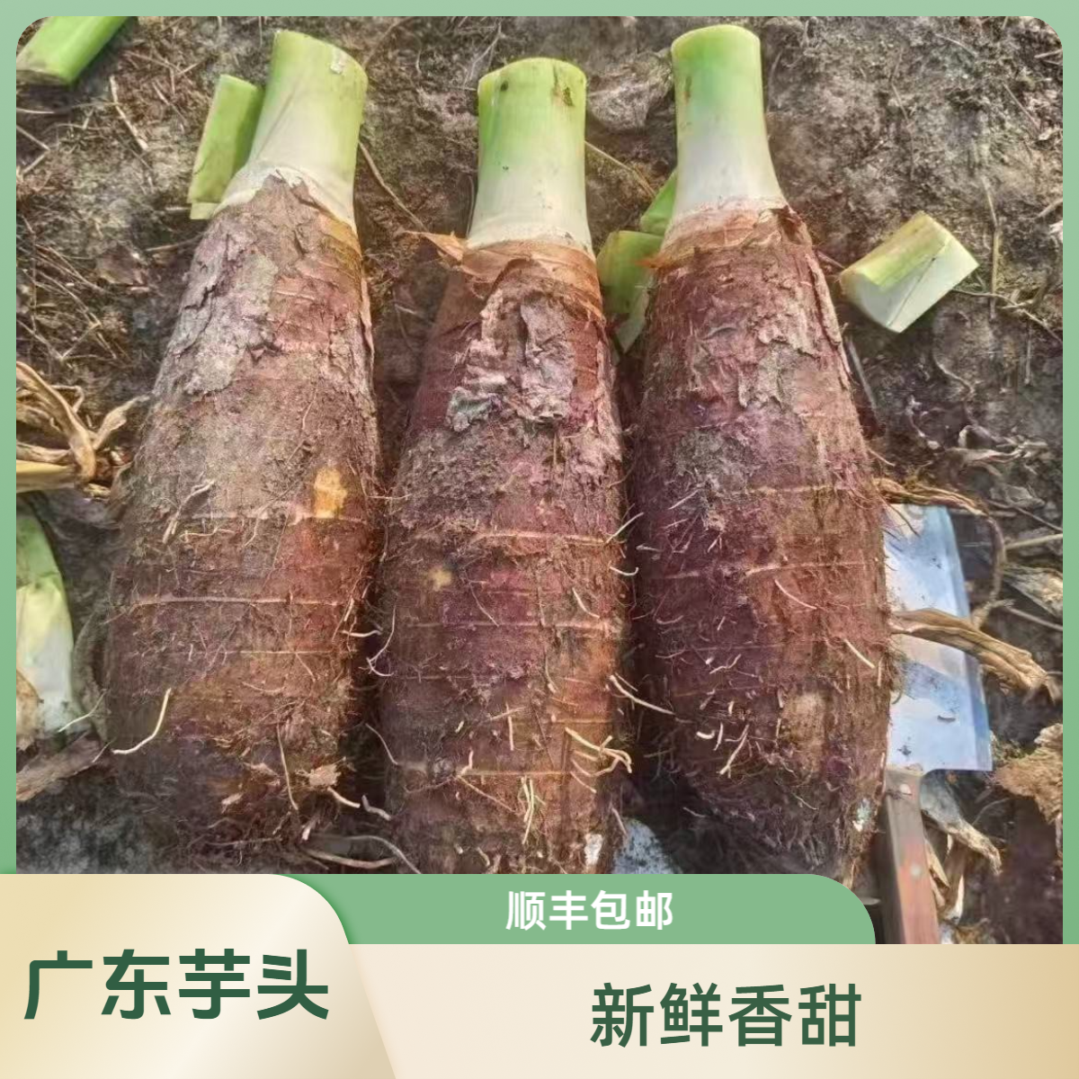 广东韶关乐昌炮弹芋头粉糯香甜当季新鲜槟榔芋仔农家自种坏果包赔