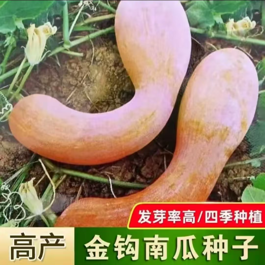 四季高产金钩南瓜种子