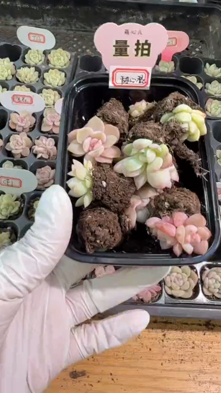 穴盘小苗混9颗量拍混发（不标注个体名）