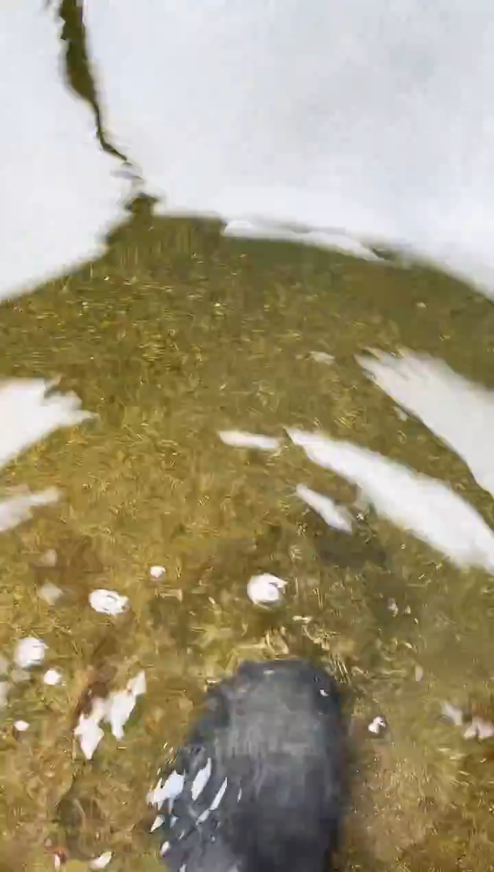 金鱼迈*风水娃娃观赏鱼兰寿金鱼 不包邮