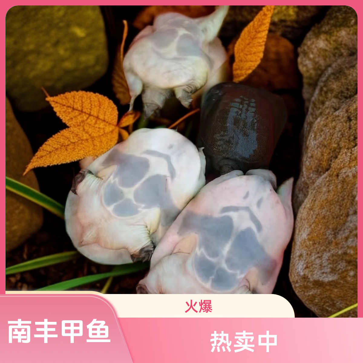 【直播专用】江西南丰老甲鱼产地直发外塘养水鱼团鱼包邮