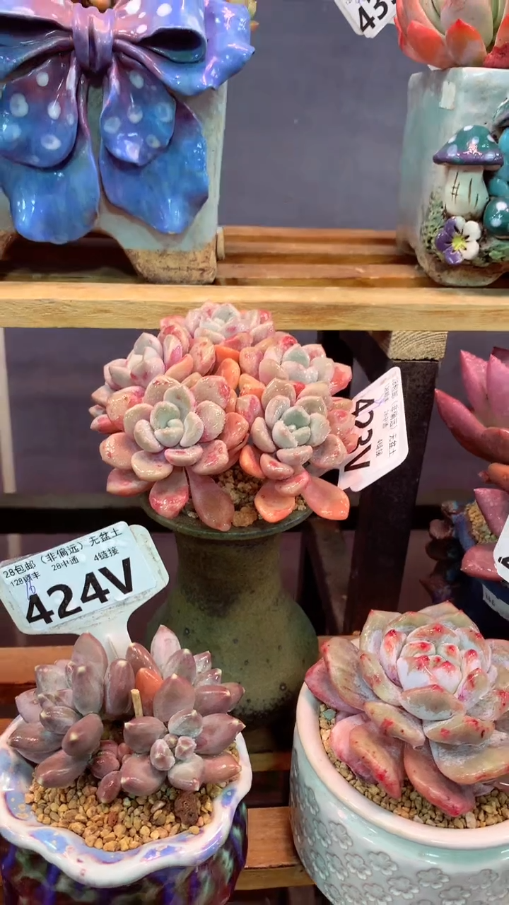 423V（一物一拍，精品多肉，w所见即所得 ）