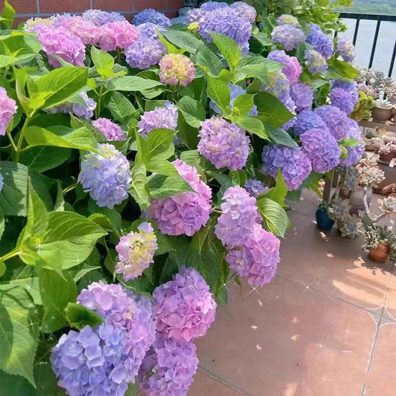 绣球花盆栽带花老桩无尽夏花苗四季开花室内庭院阳台鲜花卉绿植物