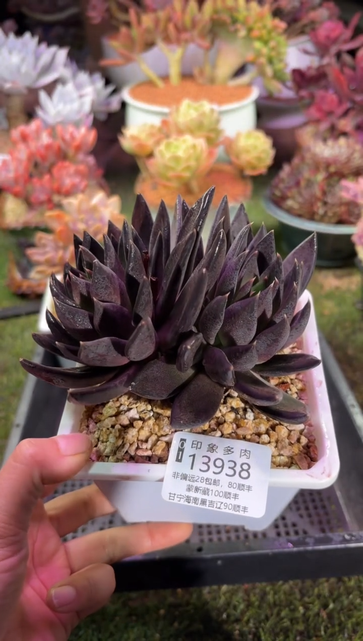 【闪购商品】13938