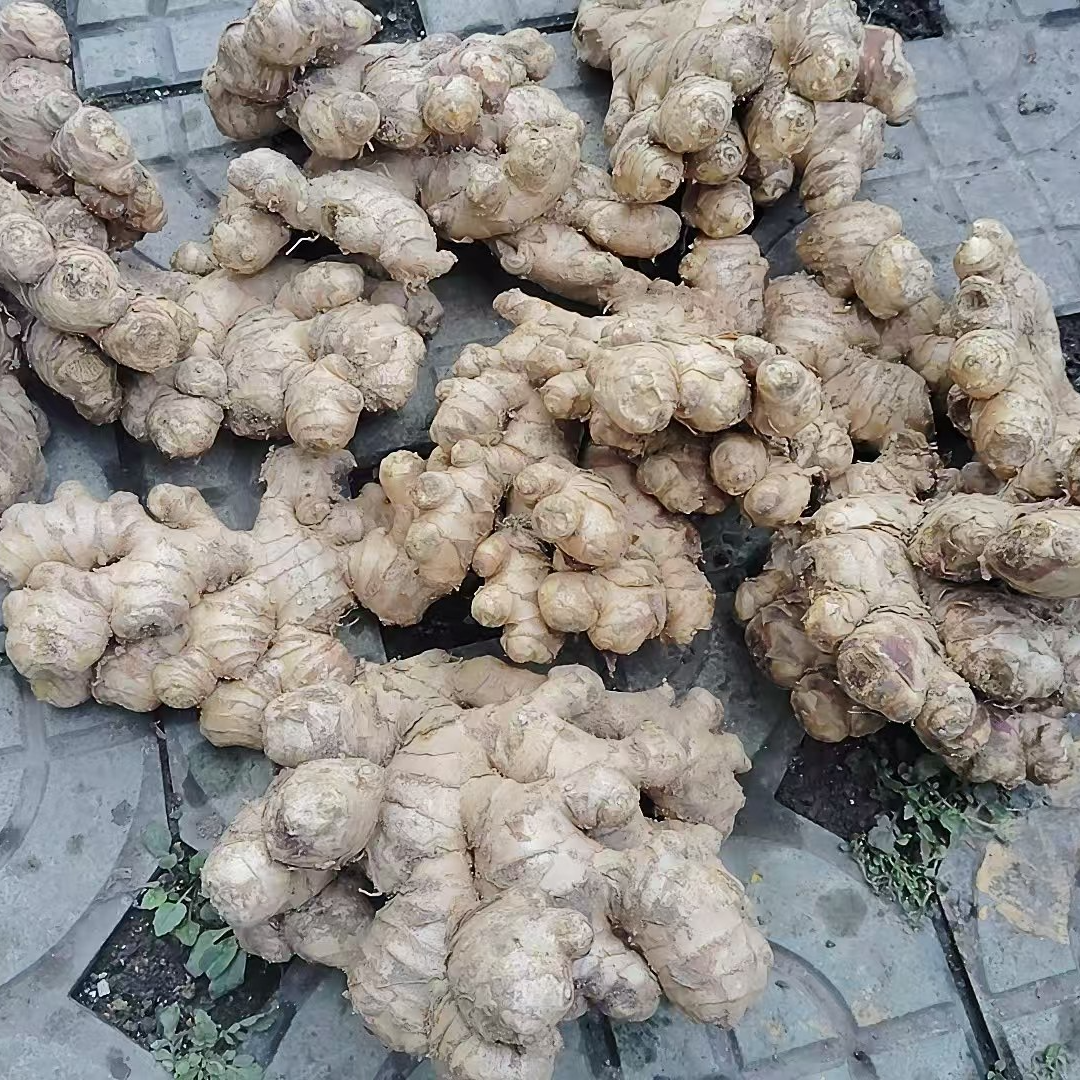 贵州农村种植生姜