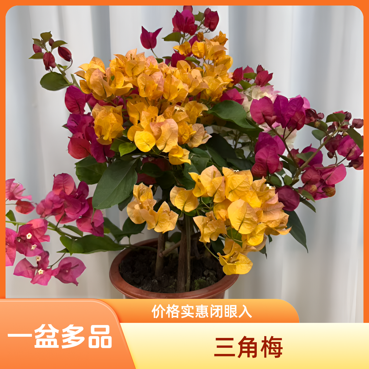 【三角梅】一盆多品