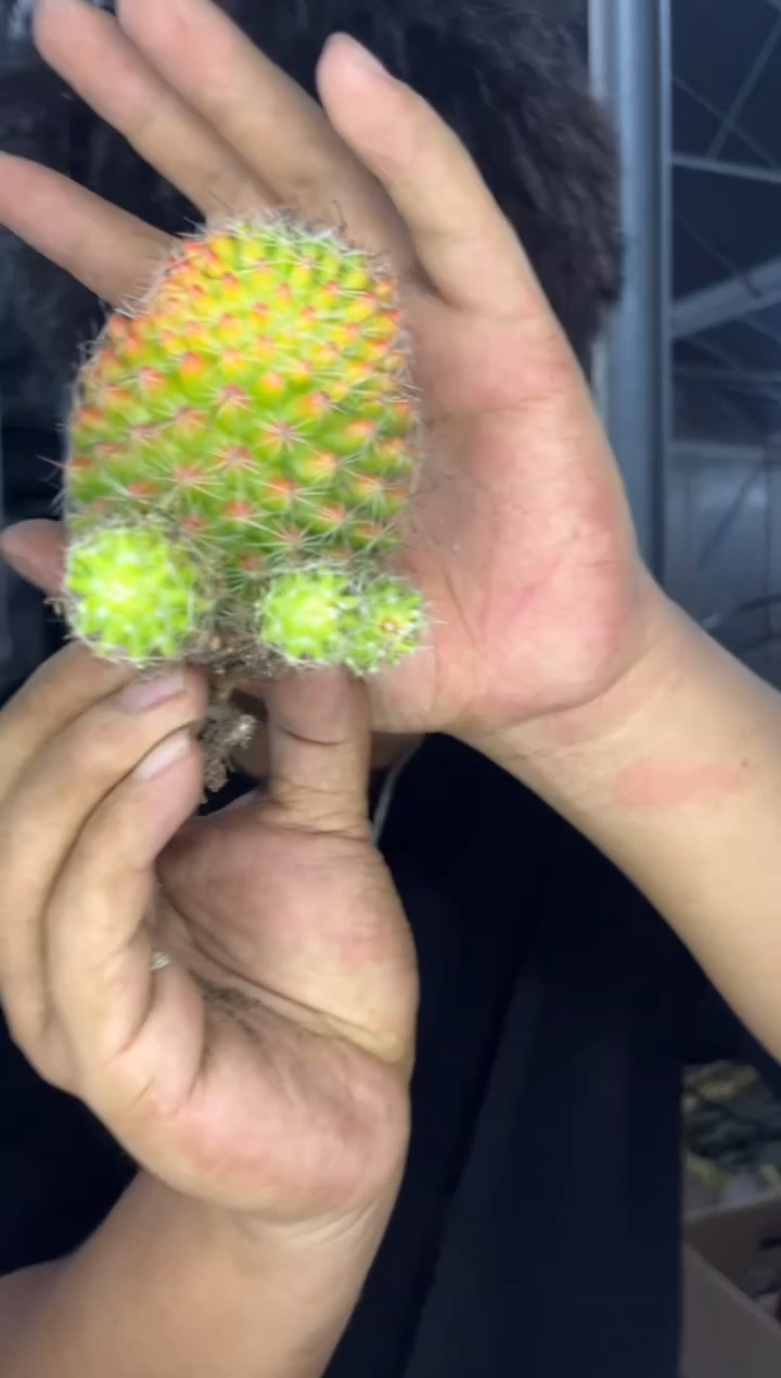 红娜丸【带根】不指定带崽