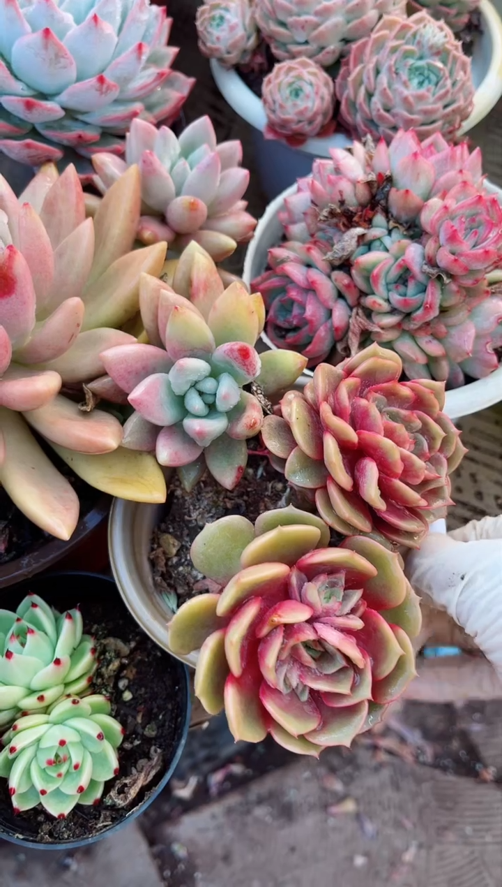 【闪购商品】20096