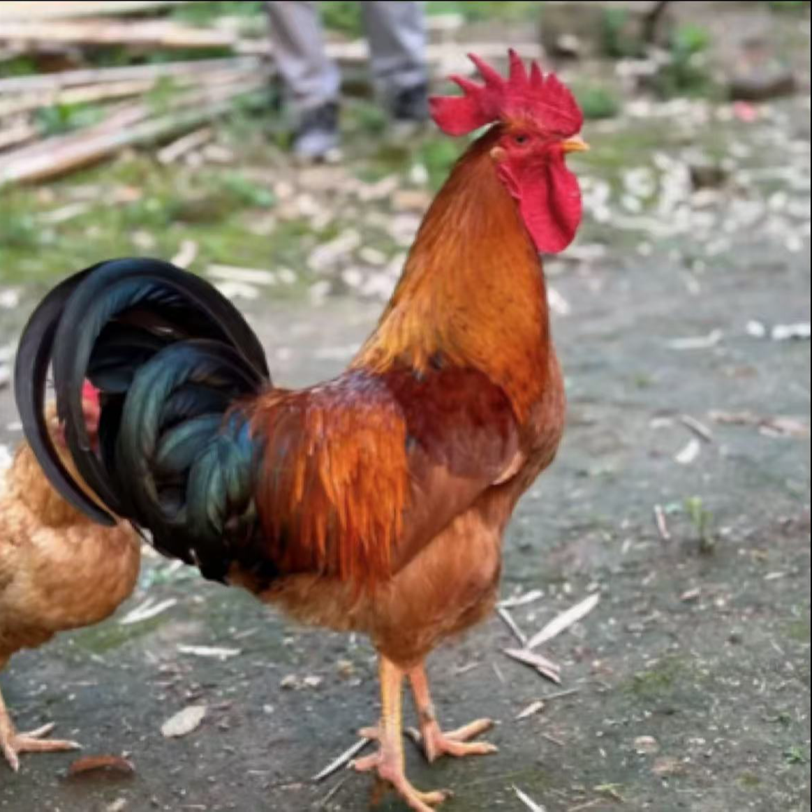 宠物鸡大种九斤红包邮包活到家