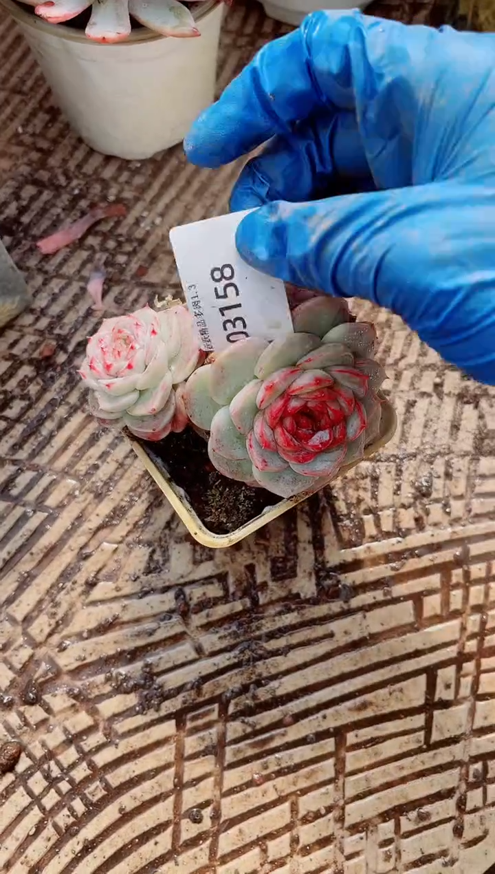 春**阳跃跃精品多肉03158