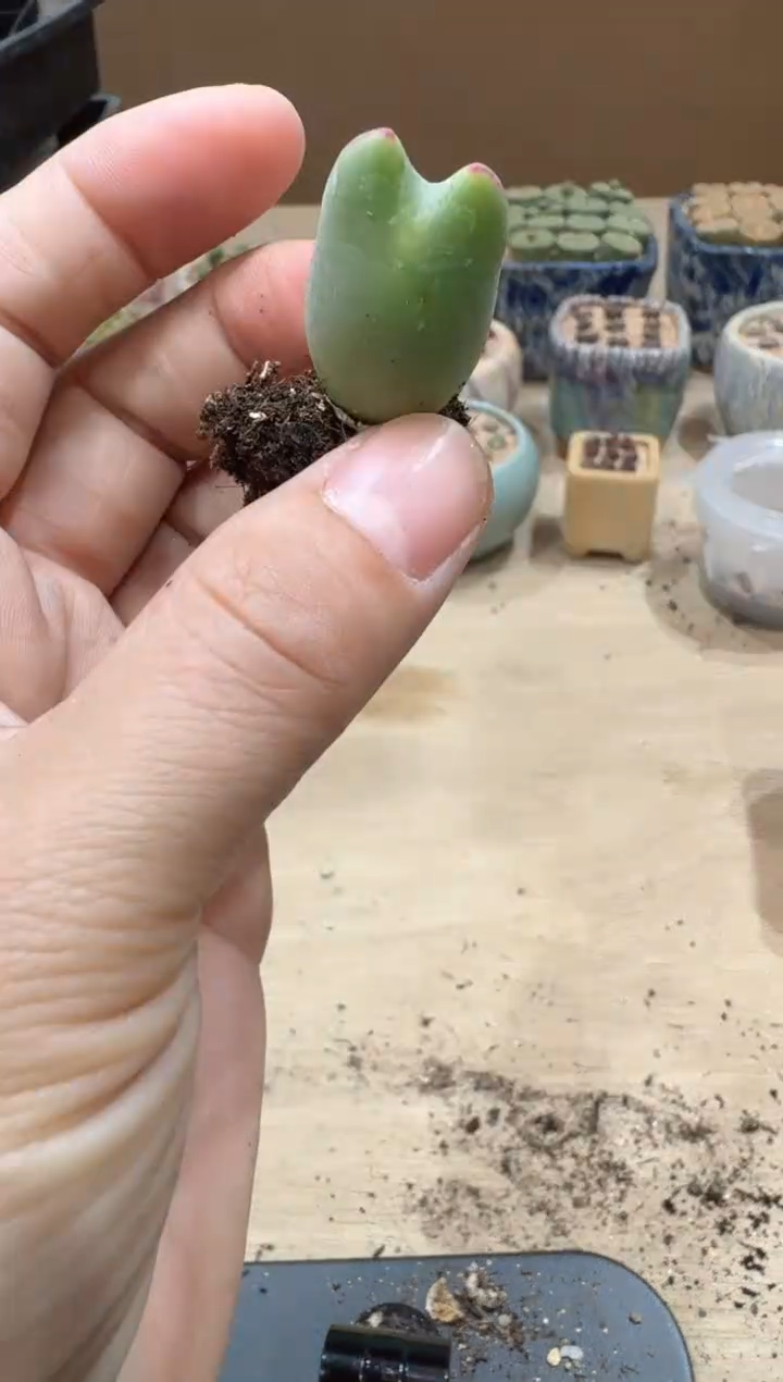 彼*13-148多肉植物肉锥