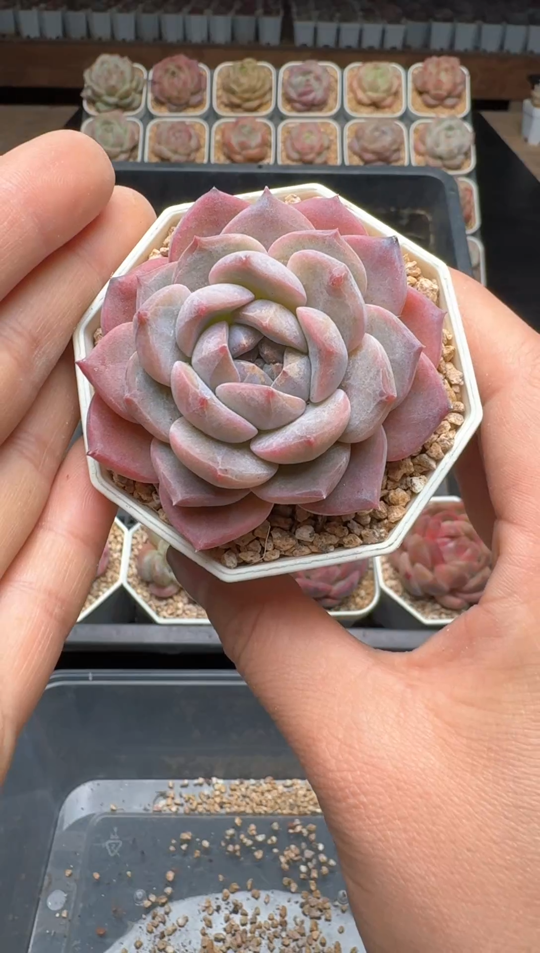 【闪购商品】463E号一物一拍多肉花卉植物3颗起发