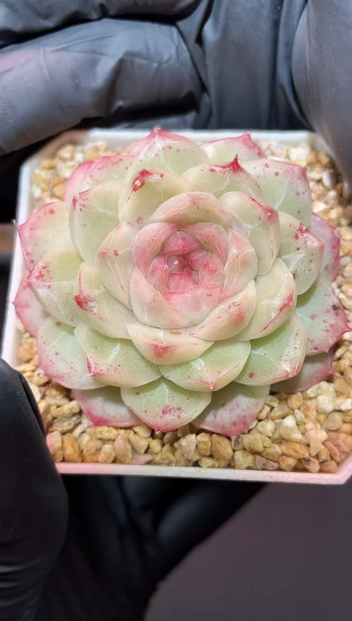 闪购622 莫奈花园多肉一颗  5厘米